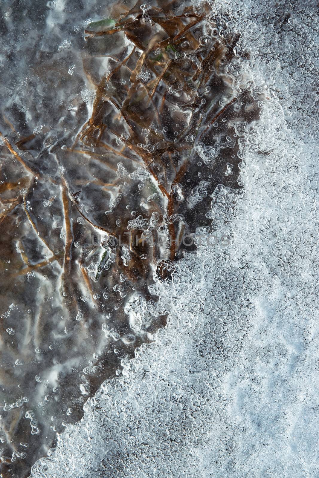 Dry grass under the frozen ice by Ahojdoma