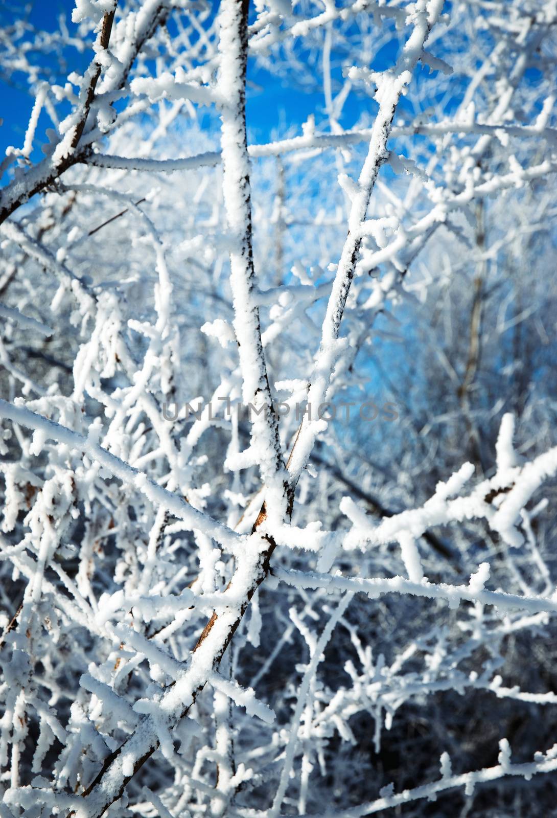 detail shrubs with white icing by Ahojdoma