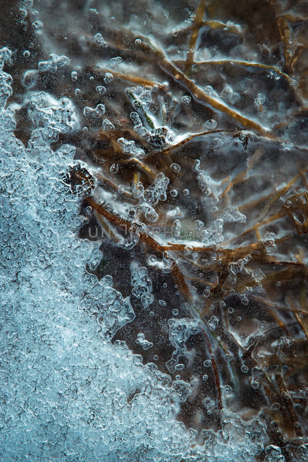 abstract seasonal background dry grass frozen in water