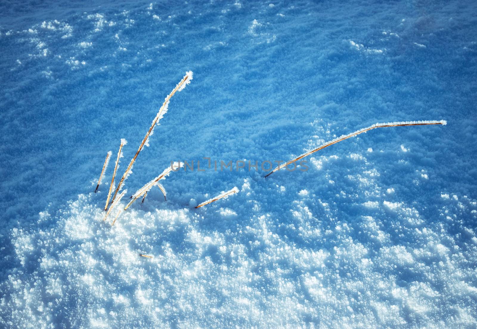 seasonal winter background dry plant frozen on snow