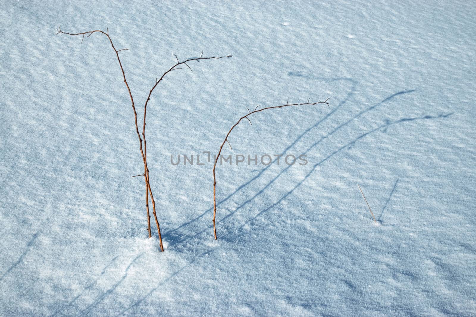 abstract seasonal background shadow Dry plant in snow