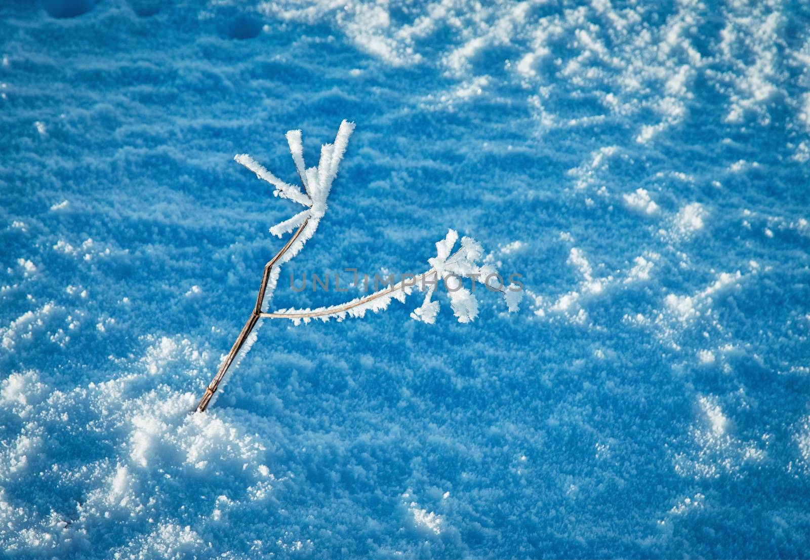 seasonal background detail dry plant with frost