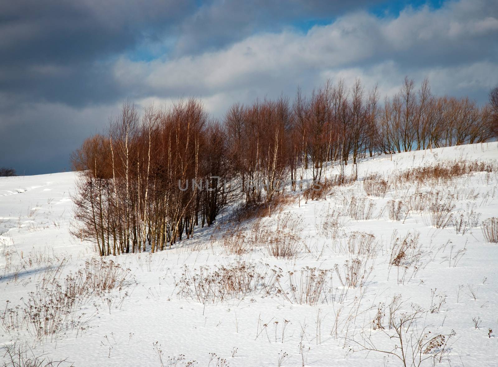 seasonal landscape background a small forest of birch in winter