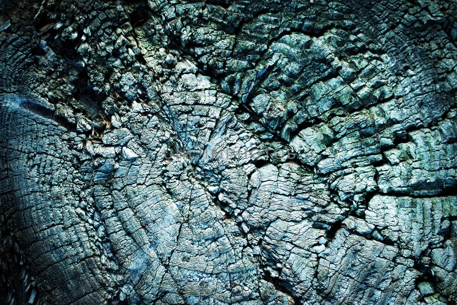 background or texture detail on an old weathered stump