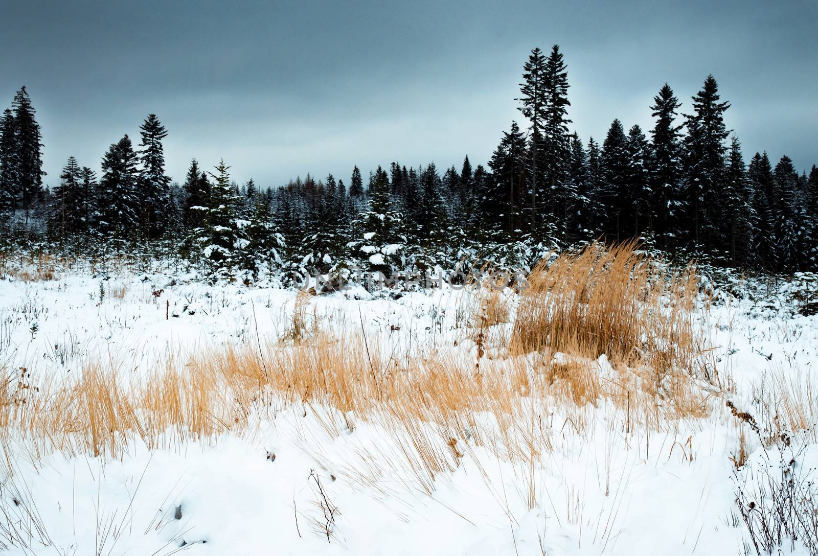 seasonal nature background dark winter landscape with dry grass