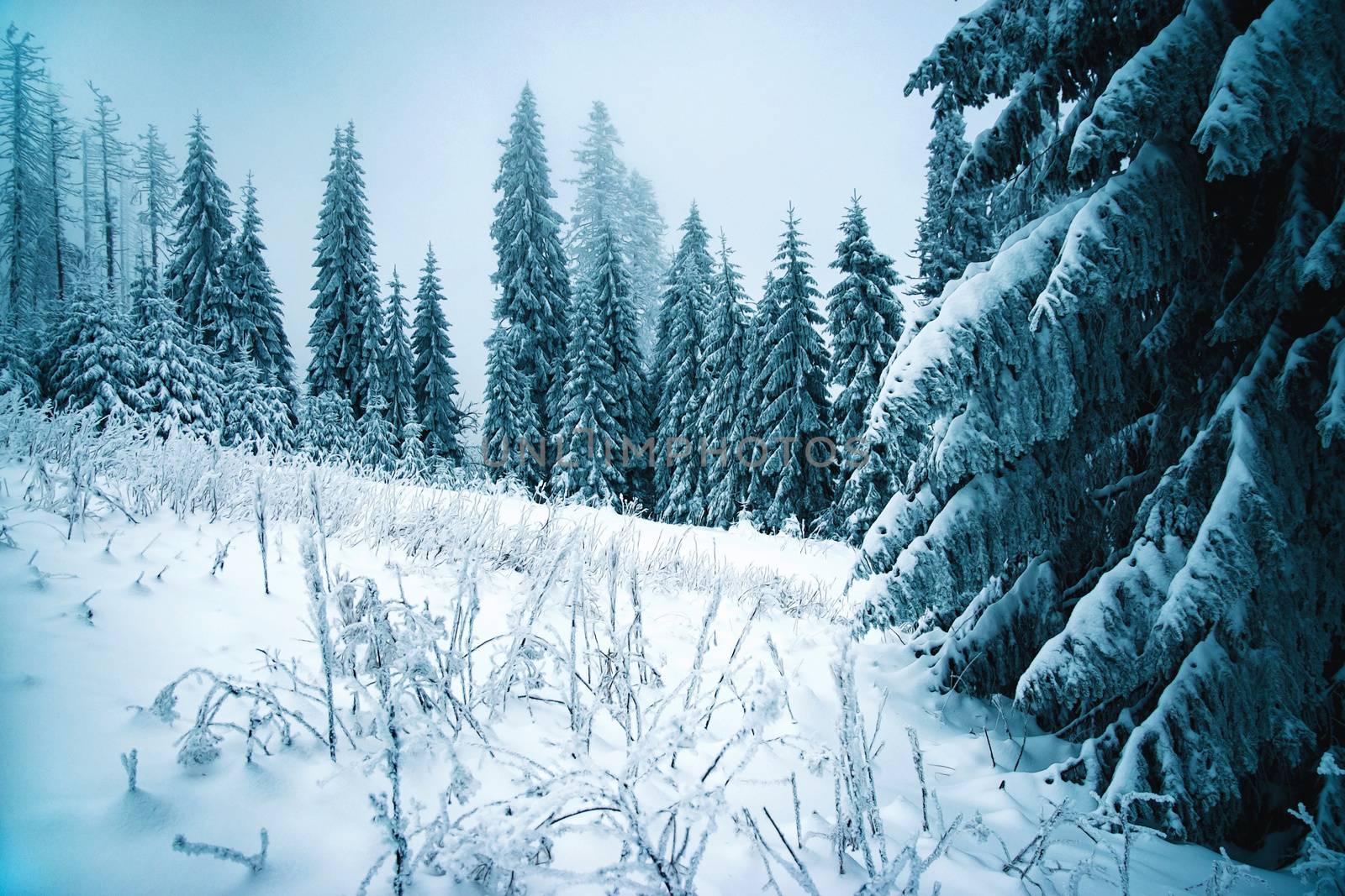 edge misty snow covered spruce forest by Ahojdoma