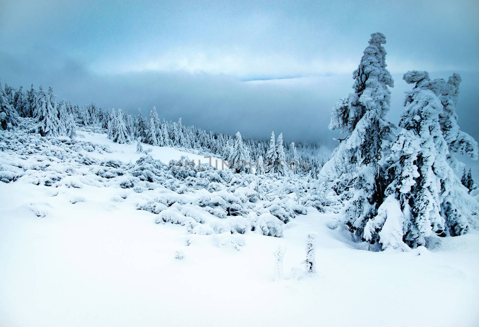 seasonal nature background gloomy winter snowy landscape