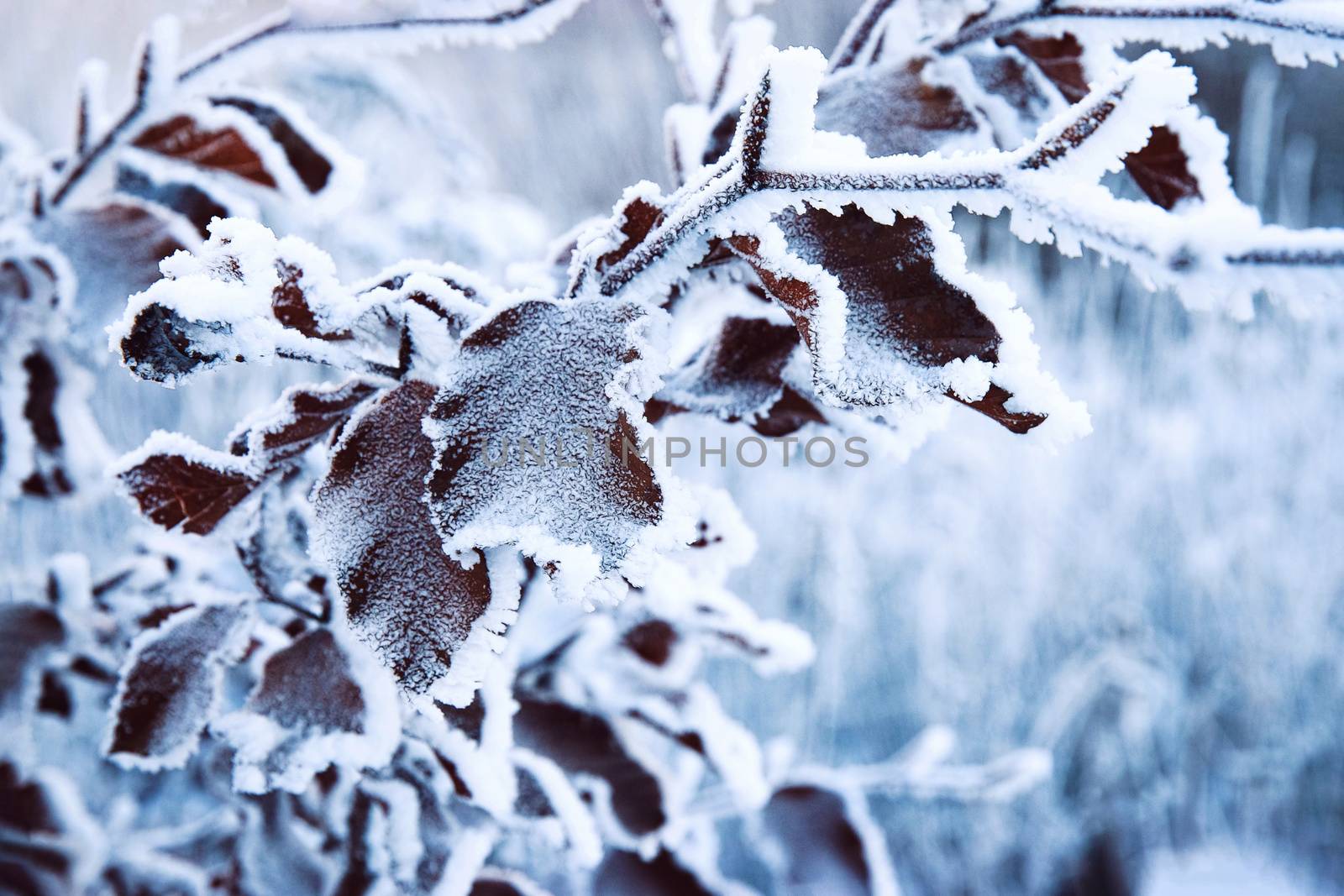 nature seasonal background detail frozen beech leaves