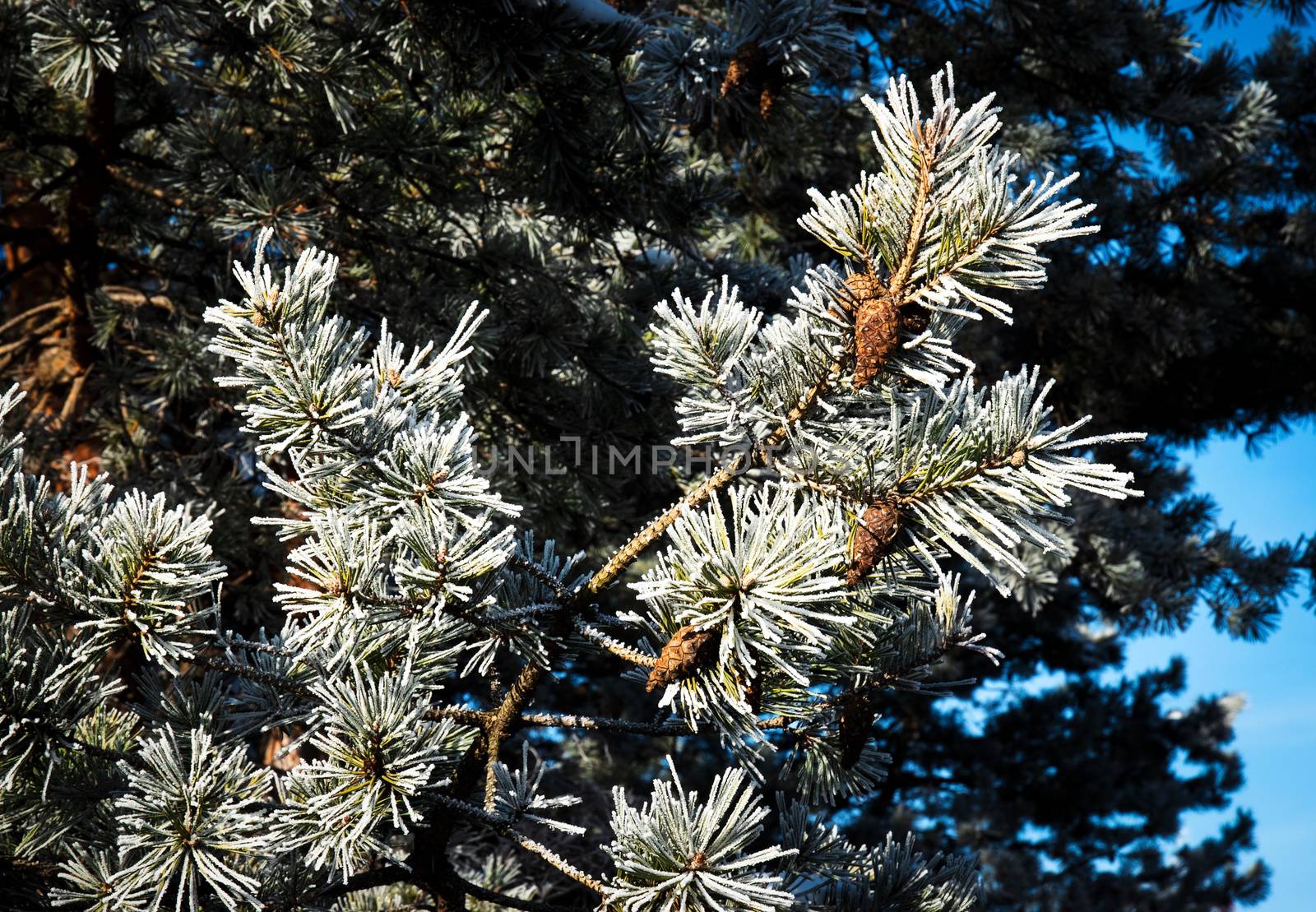 frozen branches of pine tree with cones by Ahojdoma