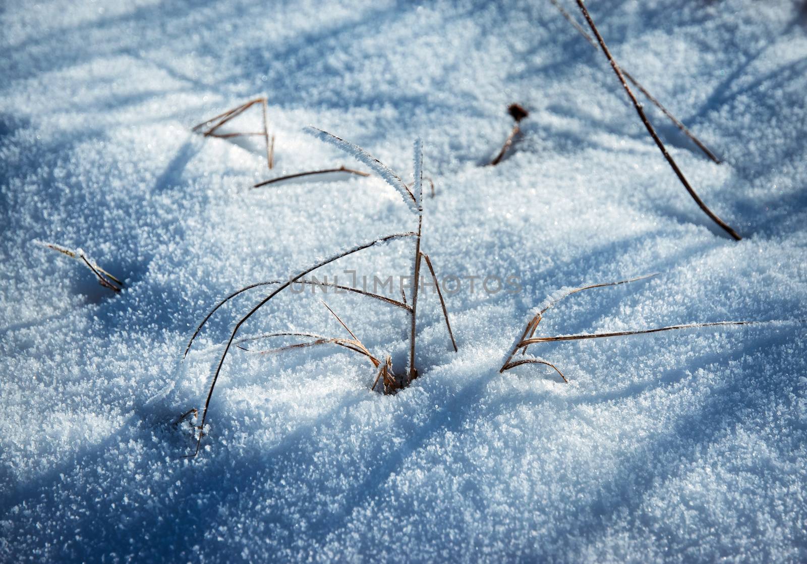 nature seasonal background Dry grass sticking out of the snow