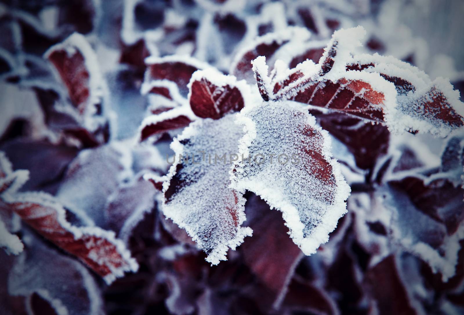 frozen brown beech leaves by Ahojdoma