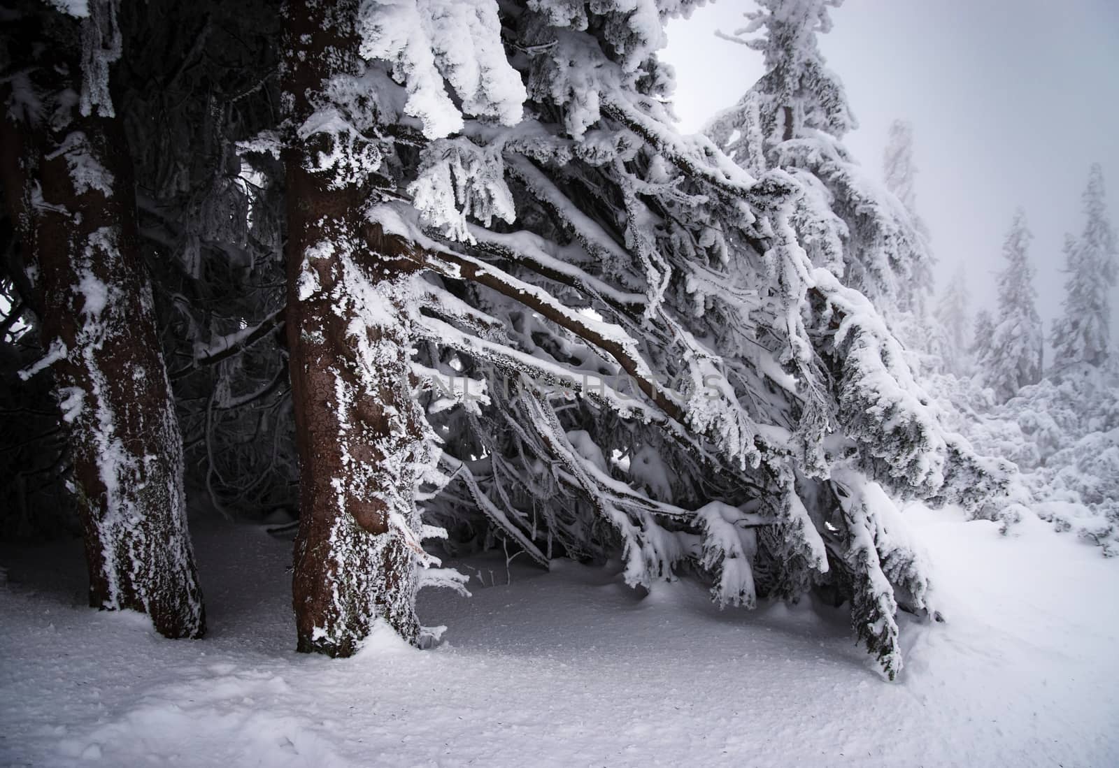 nature seasonal background snow thread branches of spruce