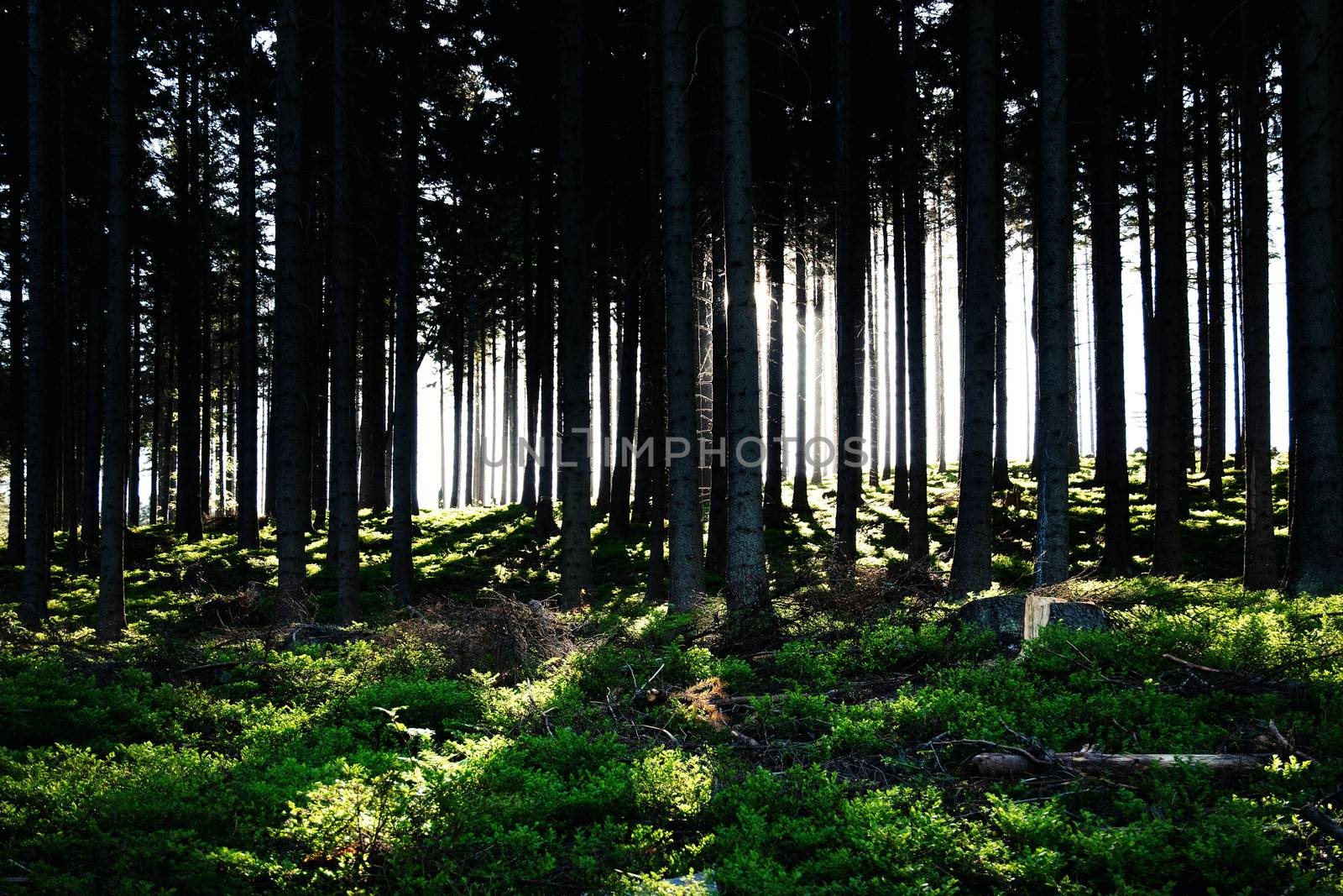 nature lanscape background a dense spruce forest with sunshine