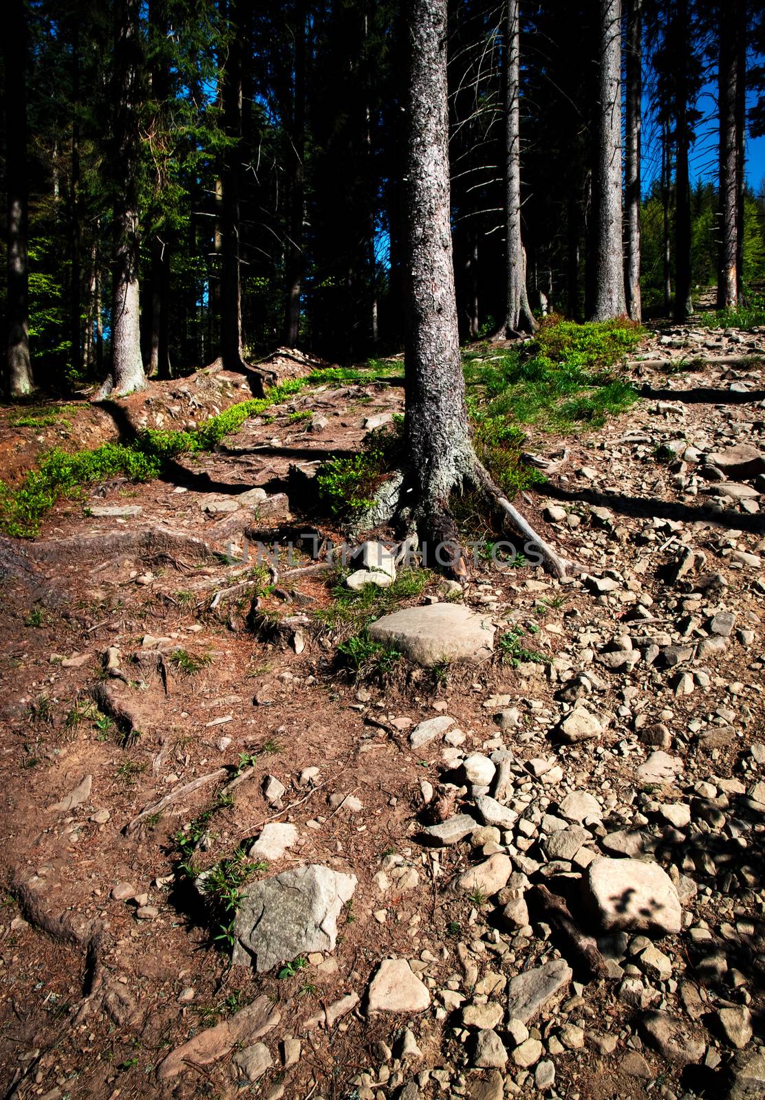 nature landscape background forest with stone pavement