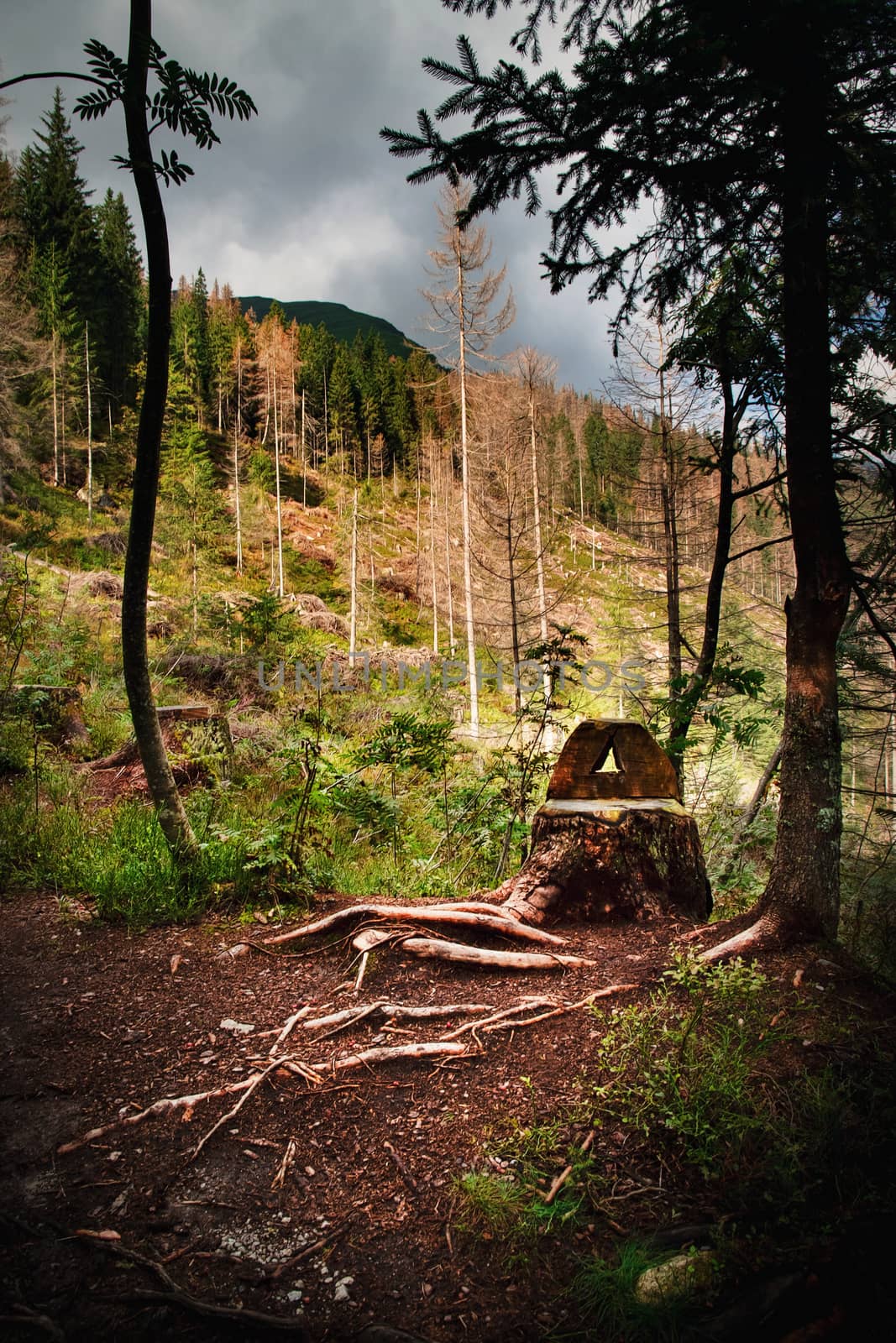 nature background Forest still life with a stump as a stool