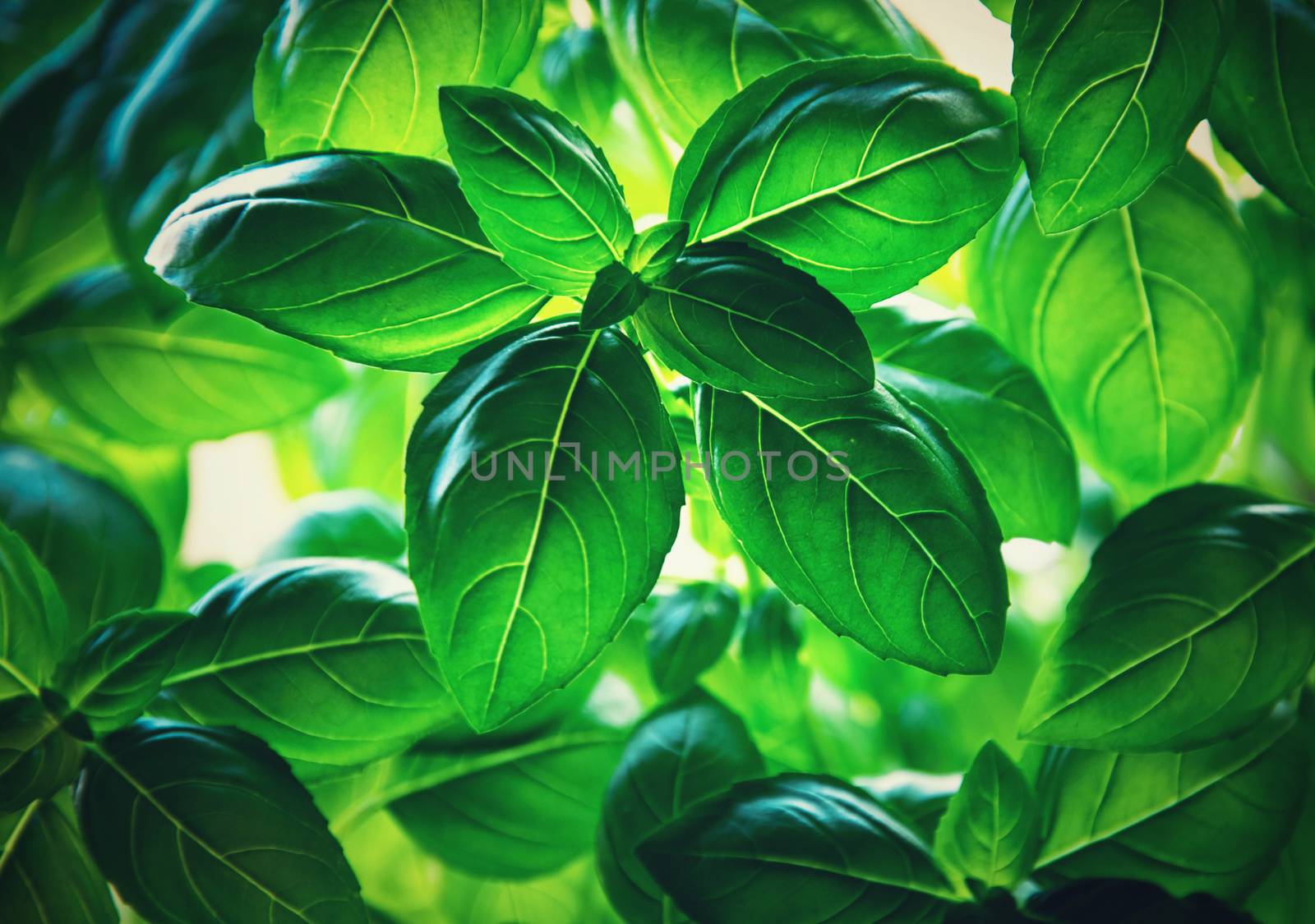 background nature retro green basil leaves