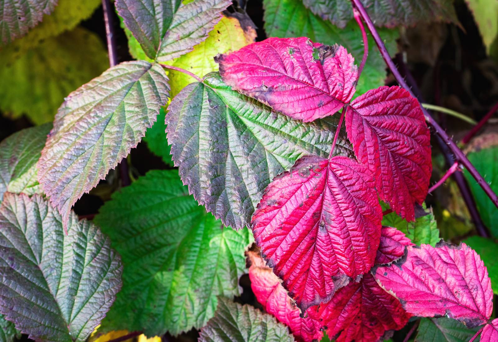 autumnal colorful leaves of blackberries by Ahojdoma