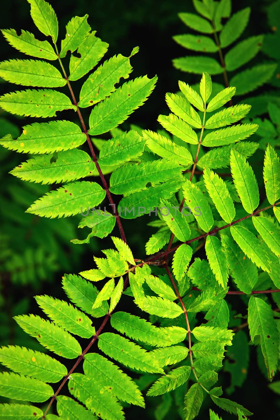 autumn green leaves rowan by Ahojdoma