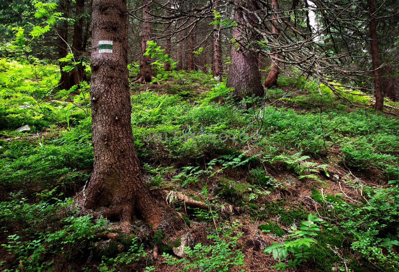 spruce tree with green tourist sign by Ahojdoma