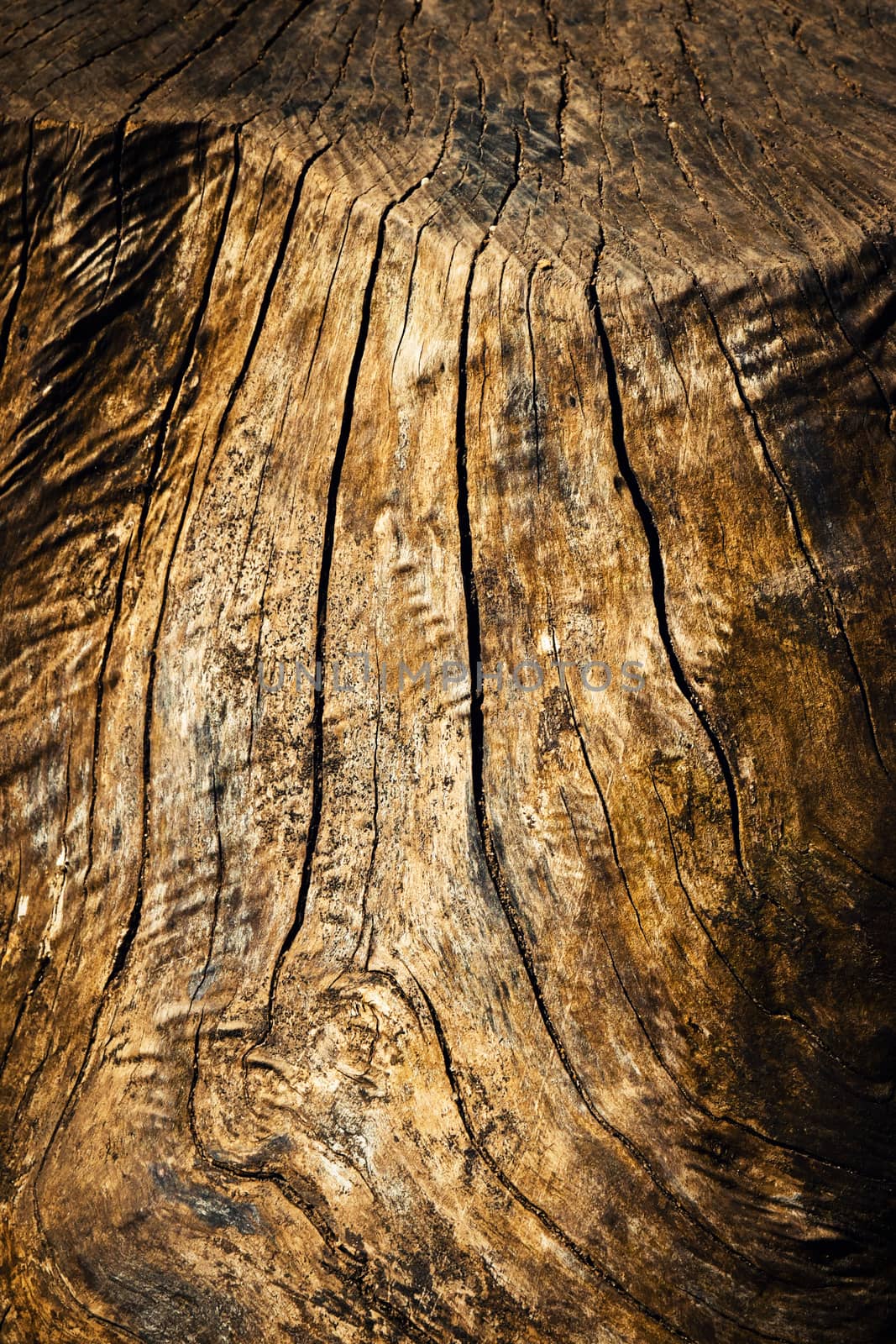 lines on an old weathered stump by Ahojdoma