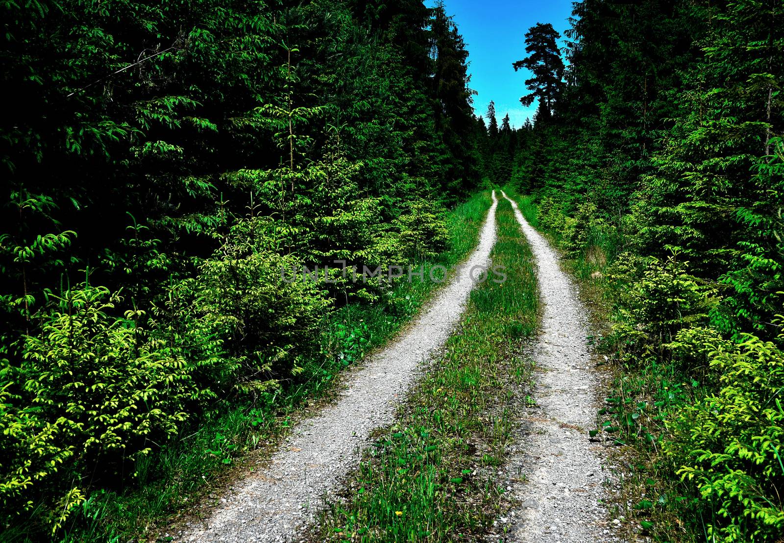 the path to the dense green spruce forest by Ahojdoma