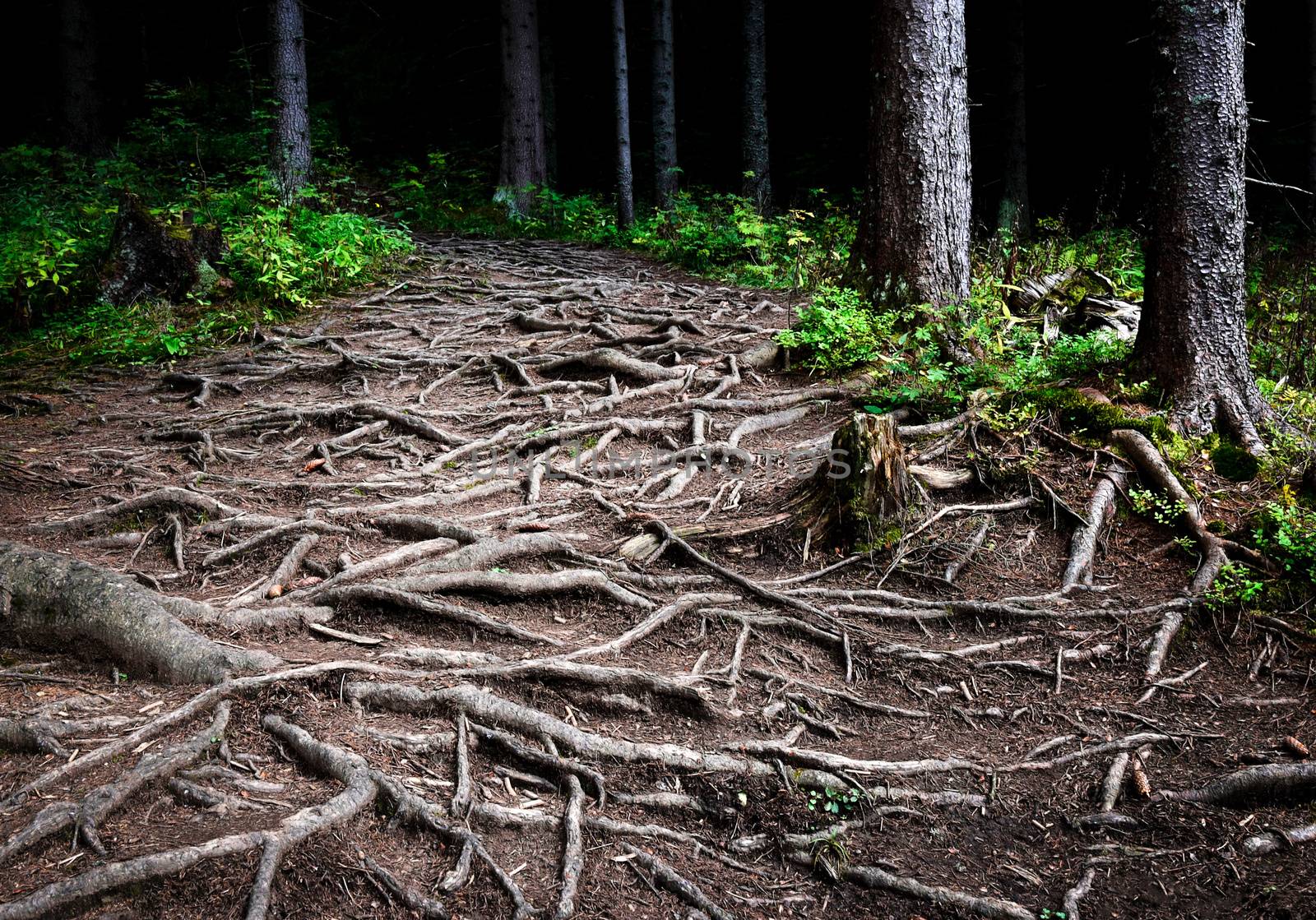 nature background intertwined roots of trees