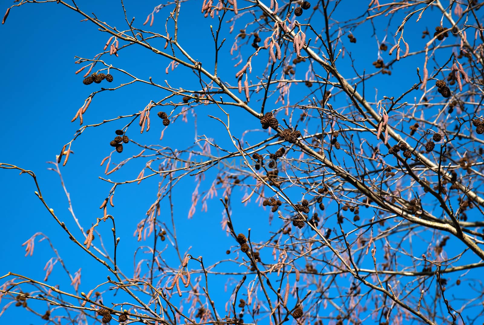 alder twigs on blue sky background by Ahojdoma