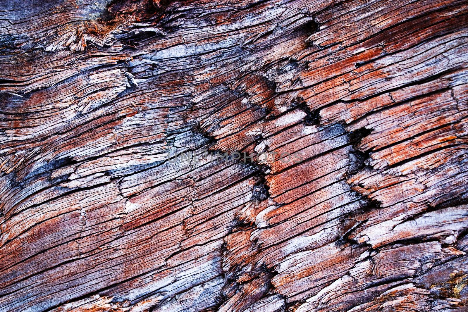 Abstract color on old weathered wood by Ahojdoma