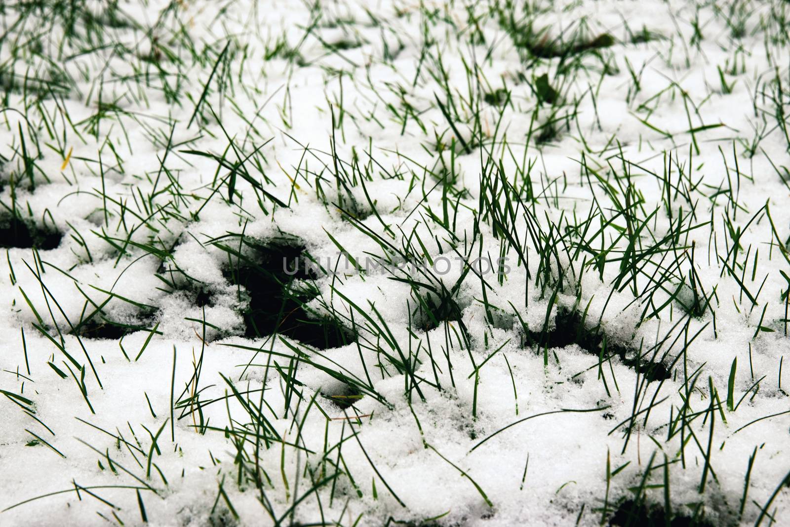 nature seasonal background green grass covered with snow