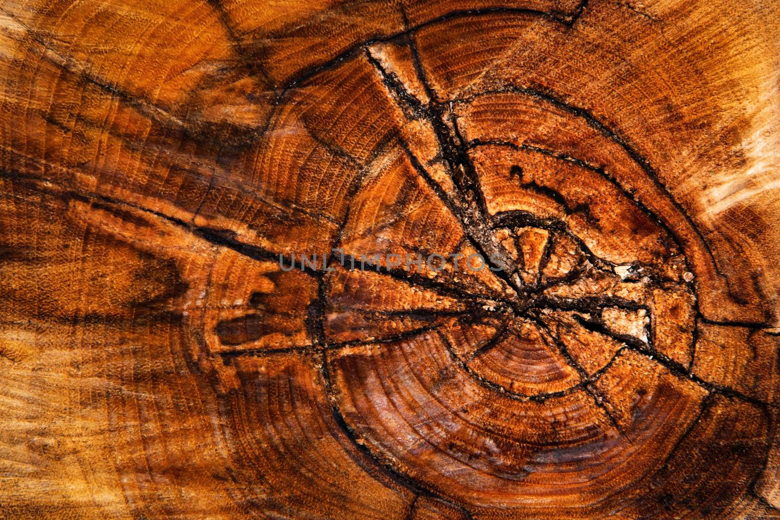 background or texture abstract color rotten old stump