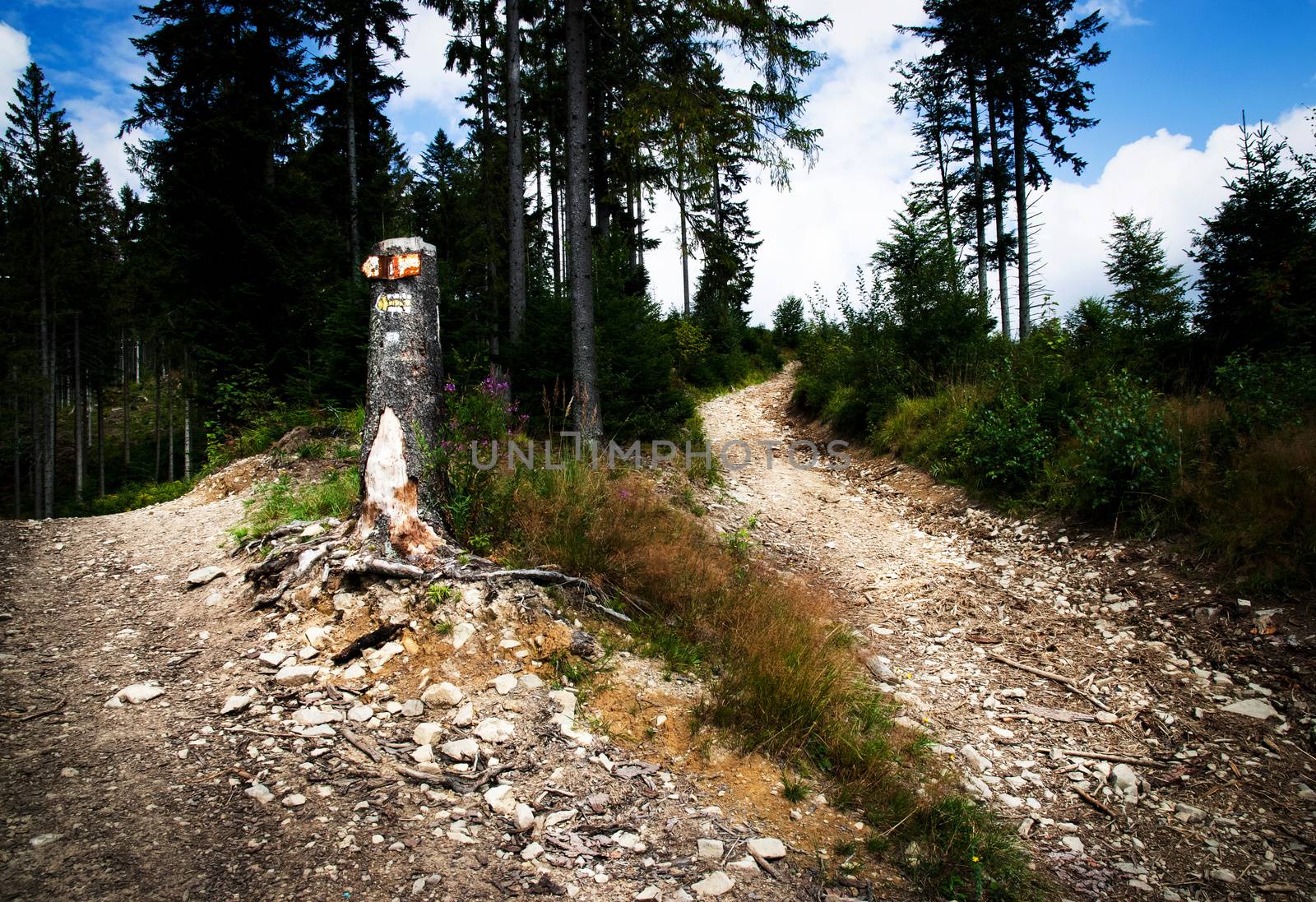 landscape nature background two paths into the forest