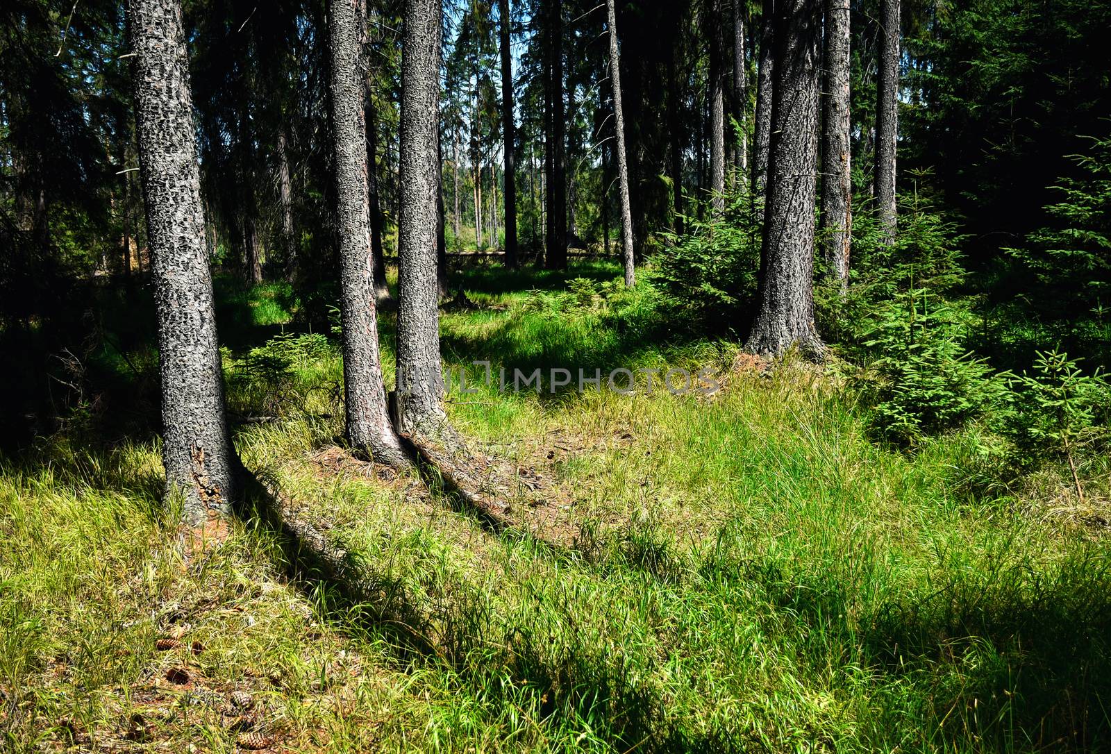 lanscape background the edge of the spruce forest