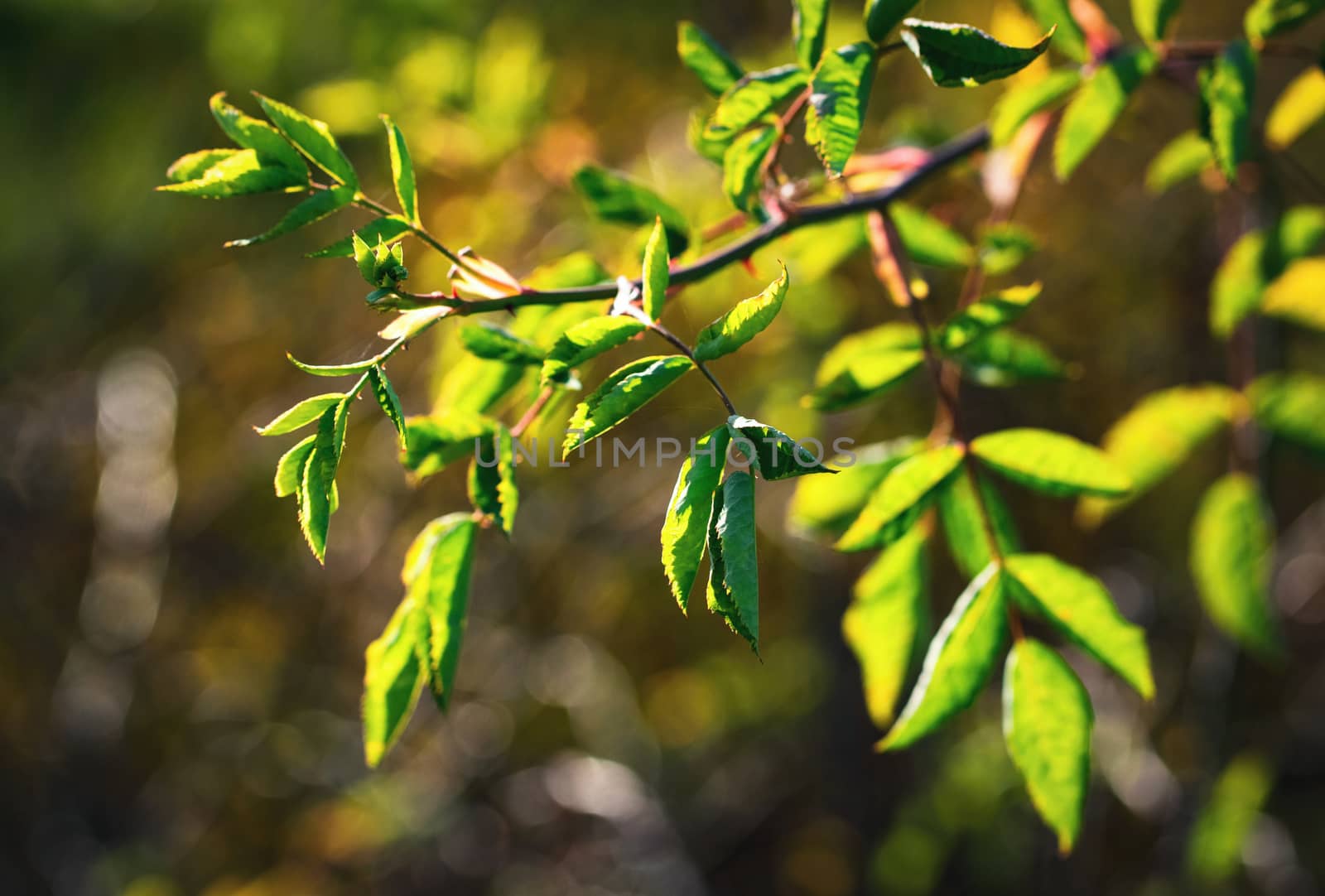 a branch of the sun in the morning sunlight by Ahojdoma