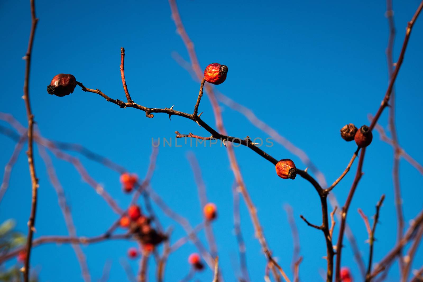 nature background autumn old red rose fruit