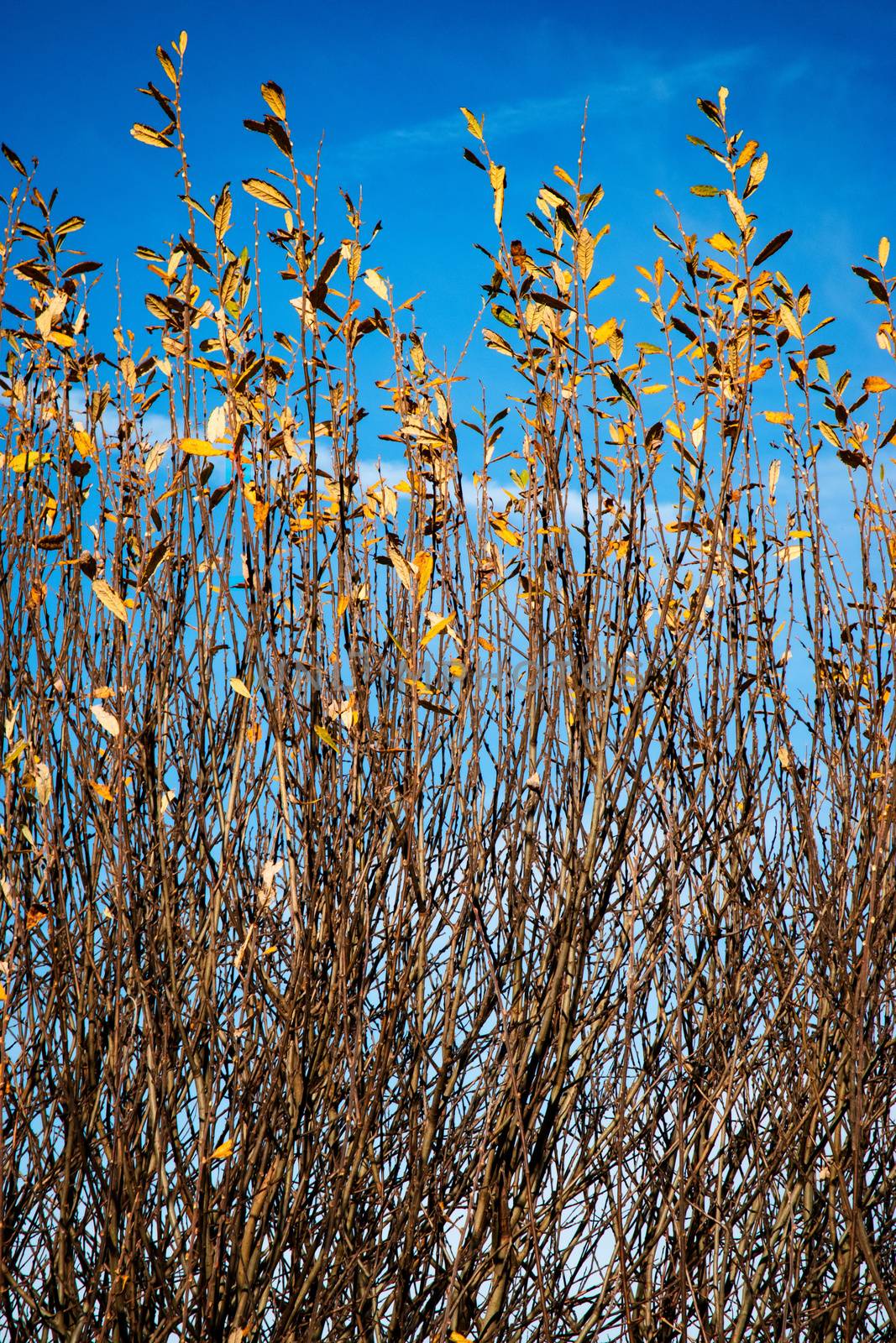 seasonal nature Autumn background with willow branches