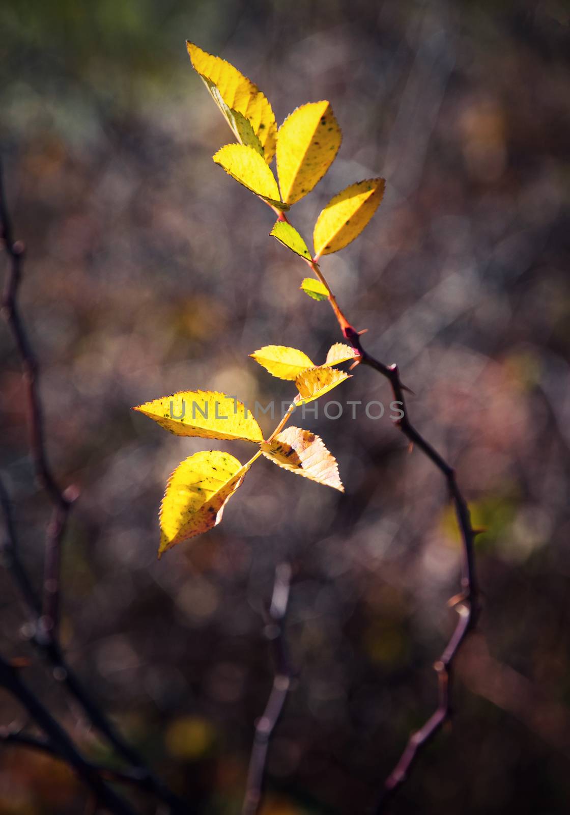 seasonal nature background Autumn yellow leaves of wild rose