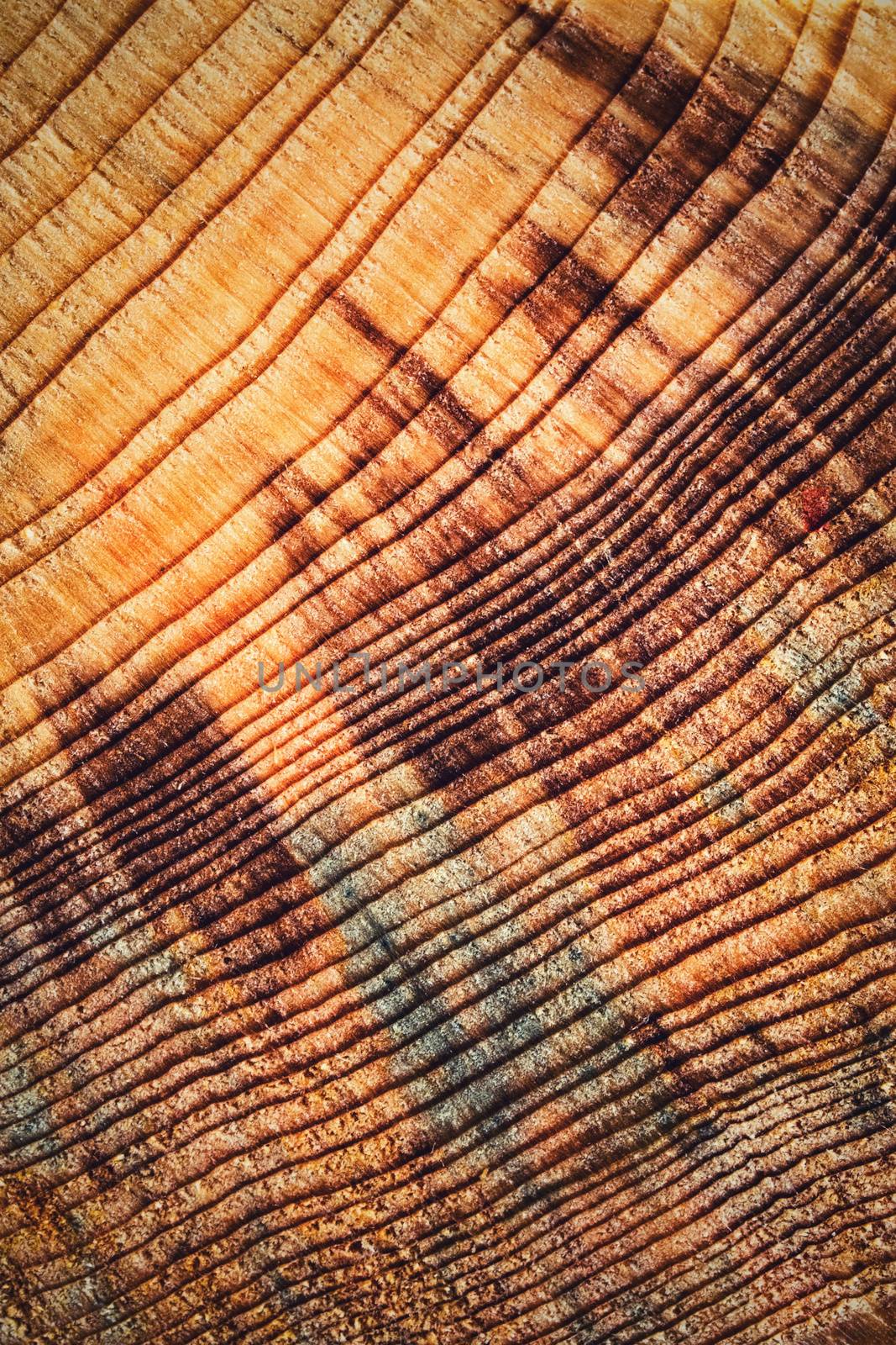 abstract background or texture cut with tree rings detail on old wood