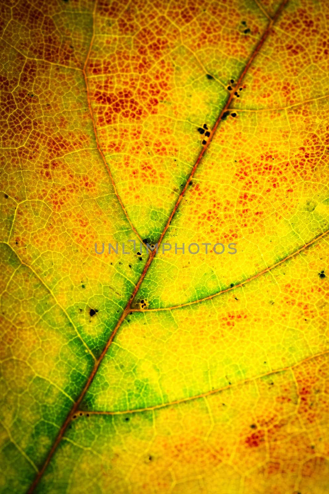 abstract color of a dry autumn leaf by Ahojdoma