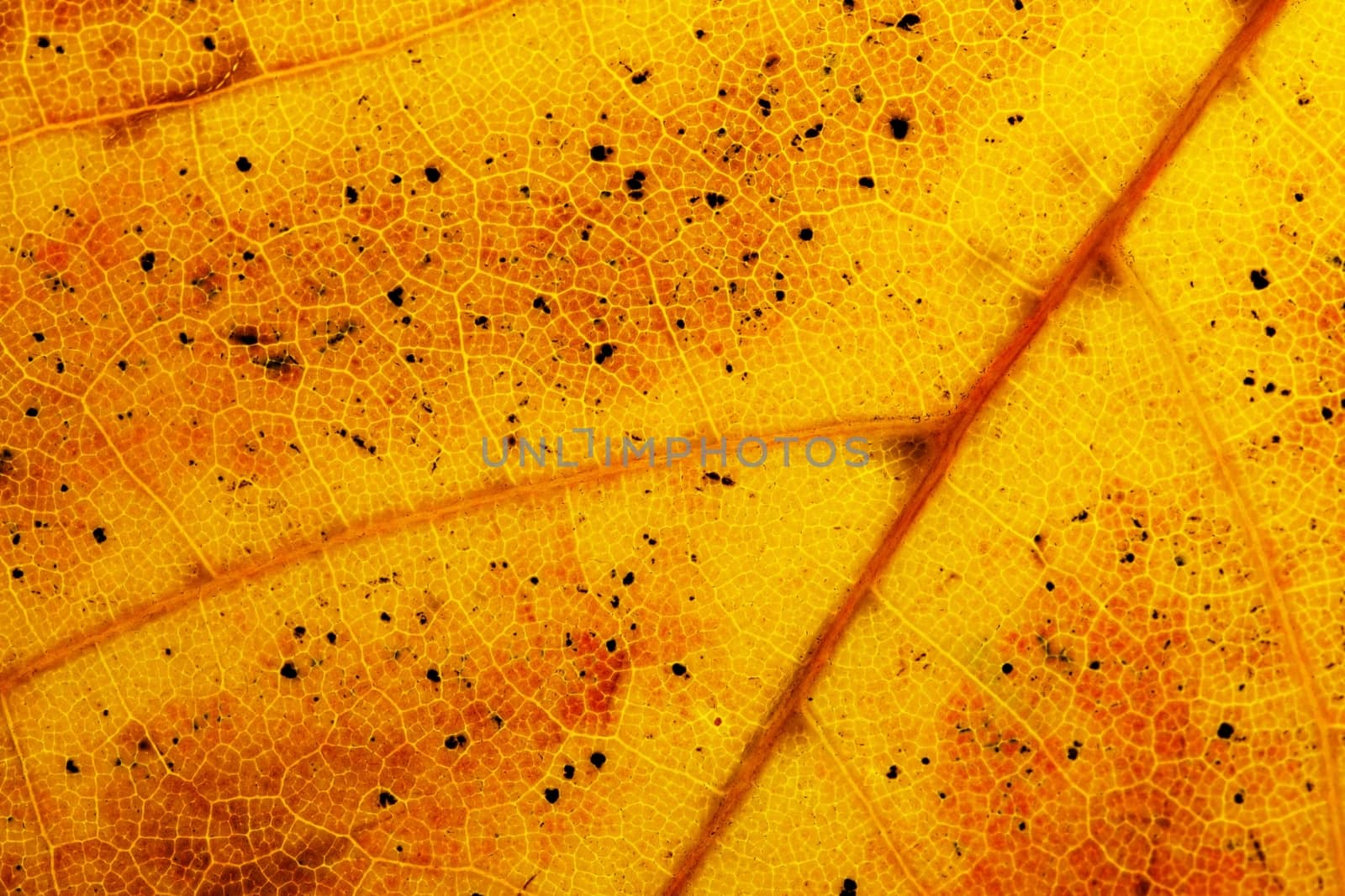 detail old autumnal leaf by Ahojdoma