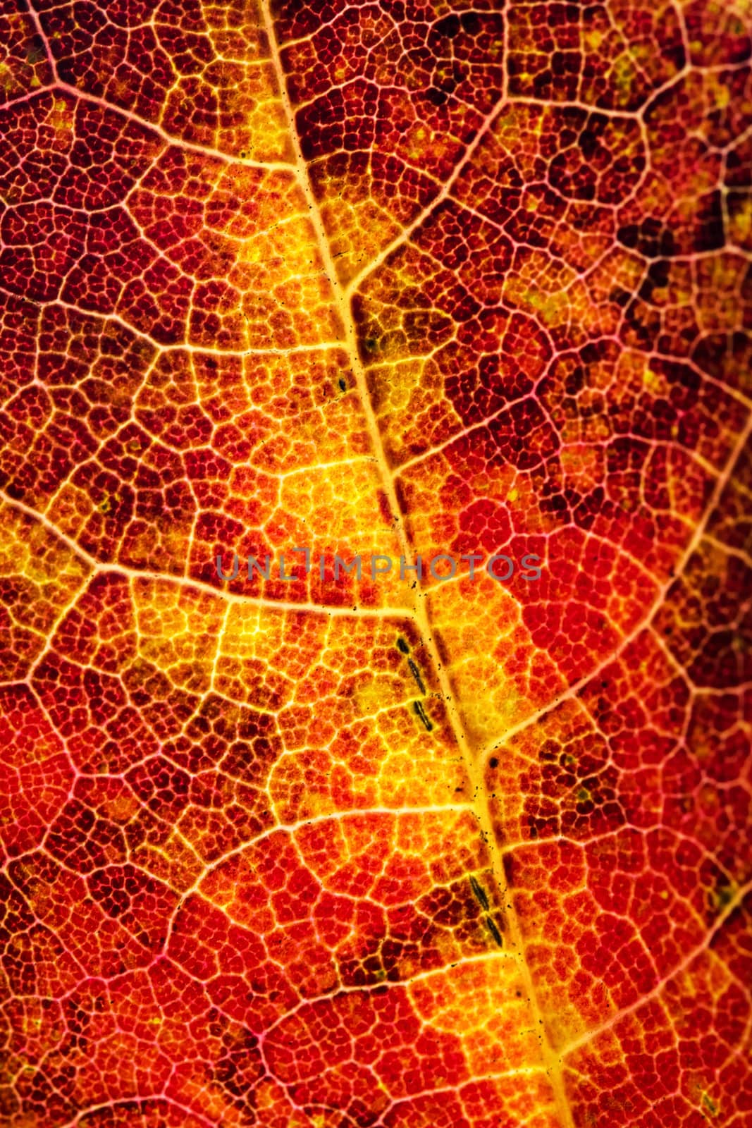 abstract color detail of an autumn leaf by Ahojdoma