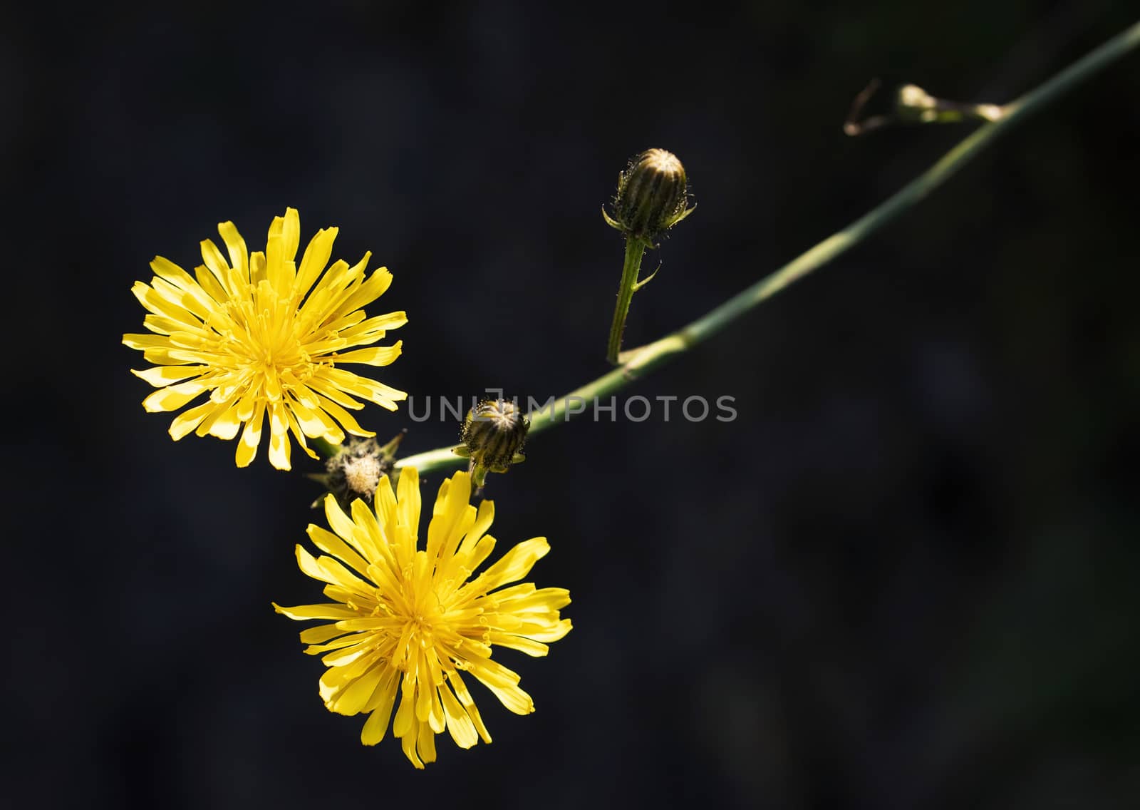 dark nature background Two yellow flowers of wild dandelion