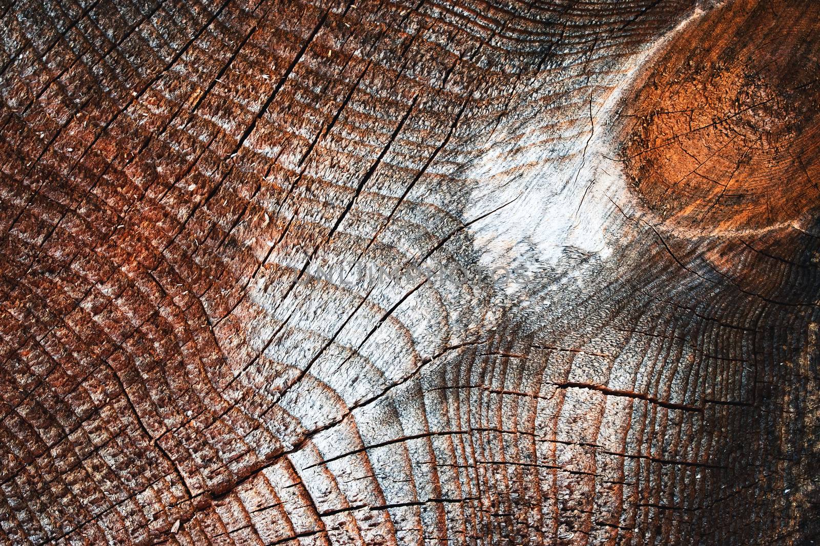 background or texture Detail abstract wood surface