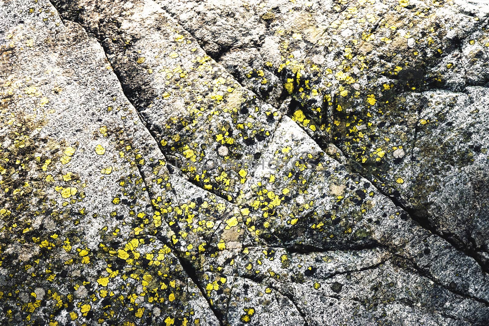 granite dark gray rock with yellow moss by Ahojdoma