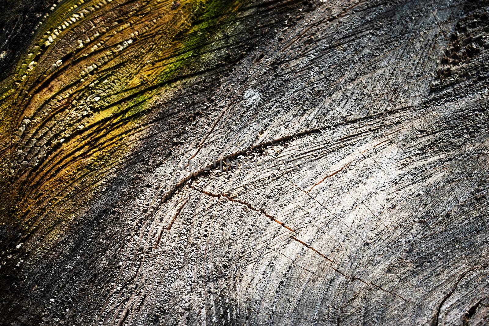 background or texture abstract surface of a wooden stump