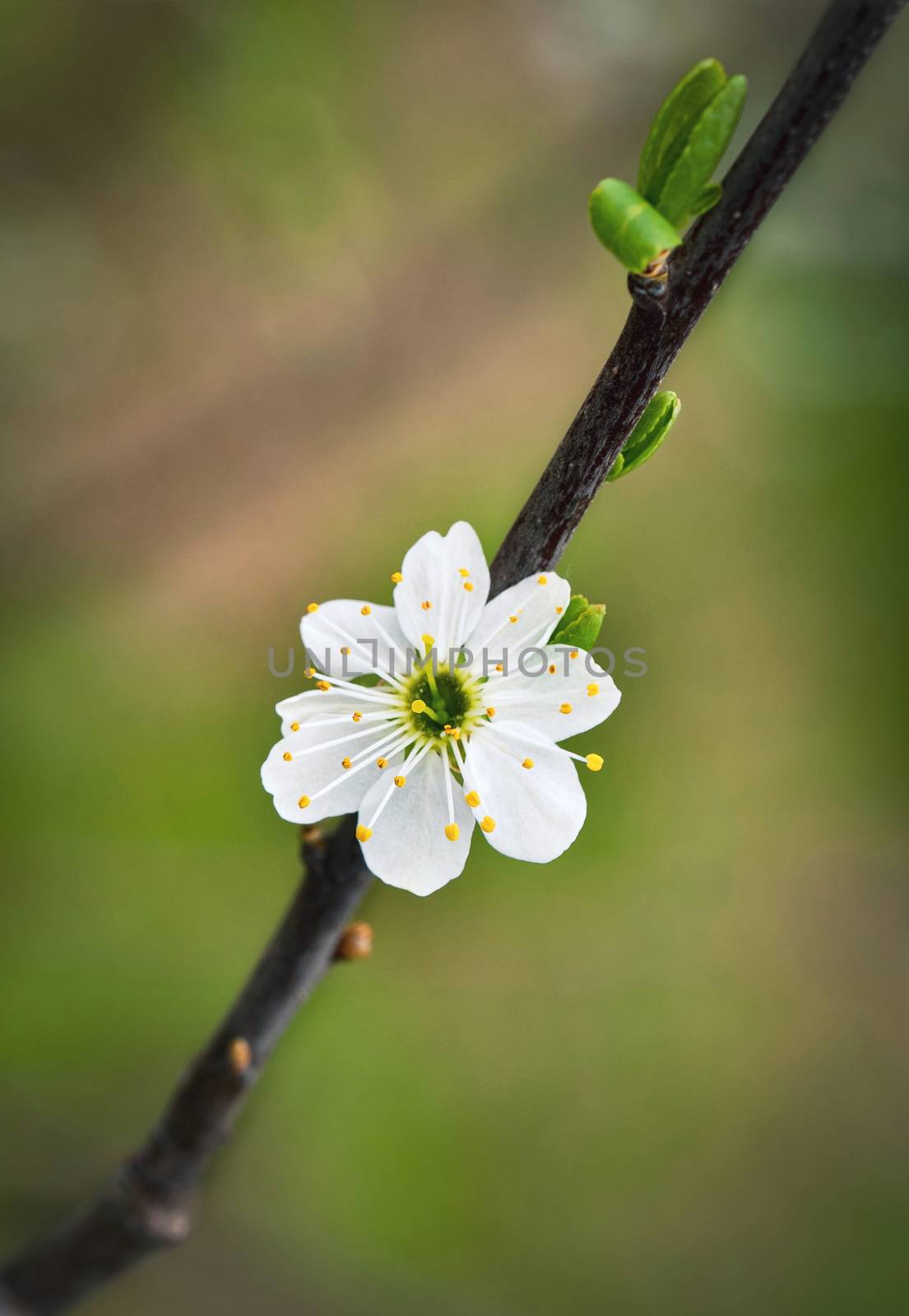 one white flower of thorns by Ahojdoma