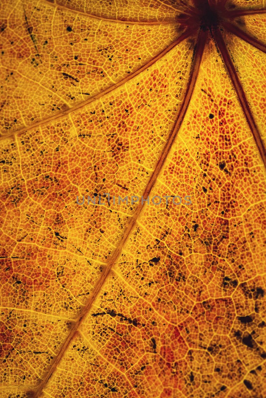 seasonal background or texture abstract color detail of an autumn leaf