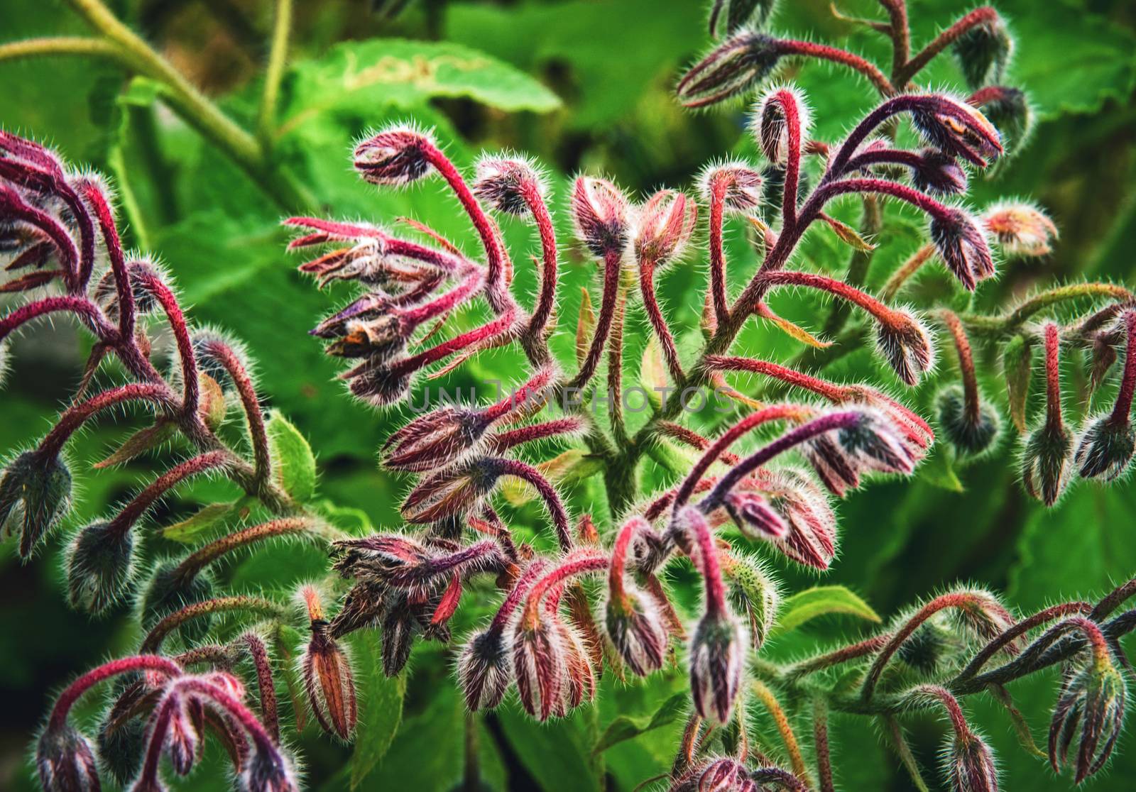 detail hairy twig Borago by Ahojdoma