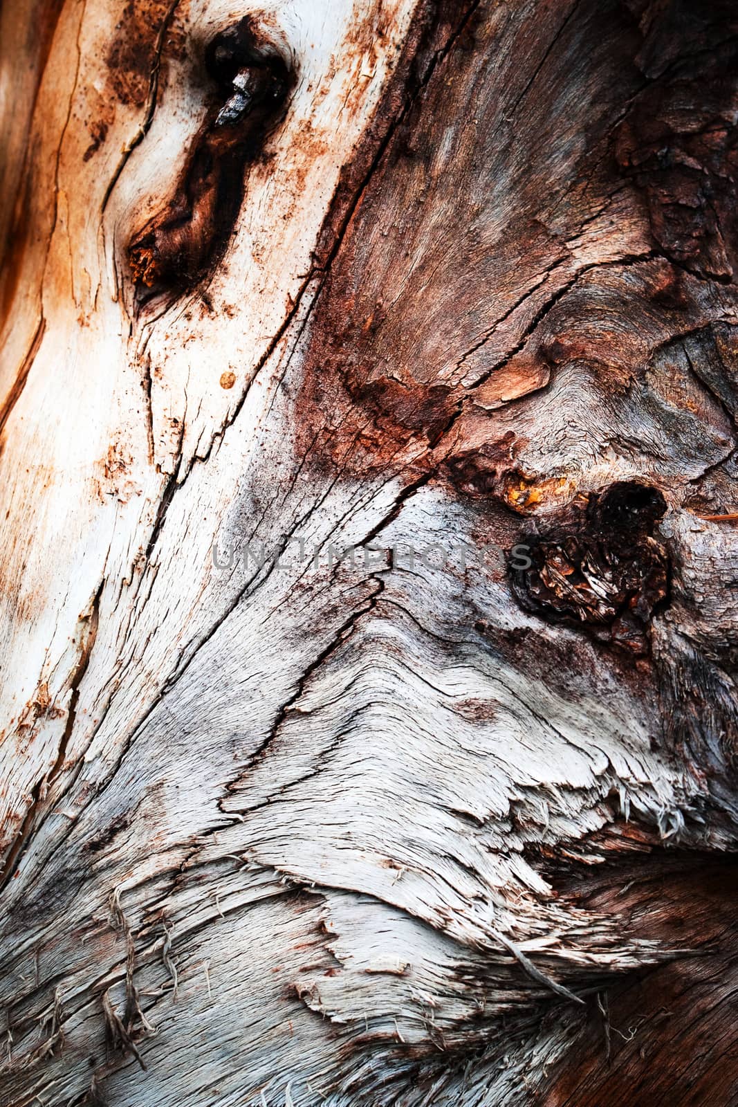 abstract detail of an old wood stump by Ahojdoma