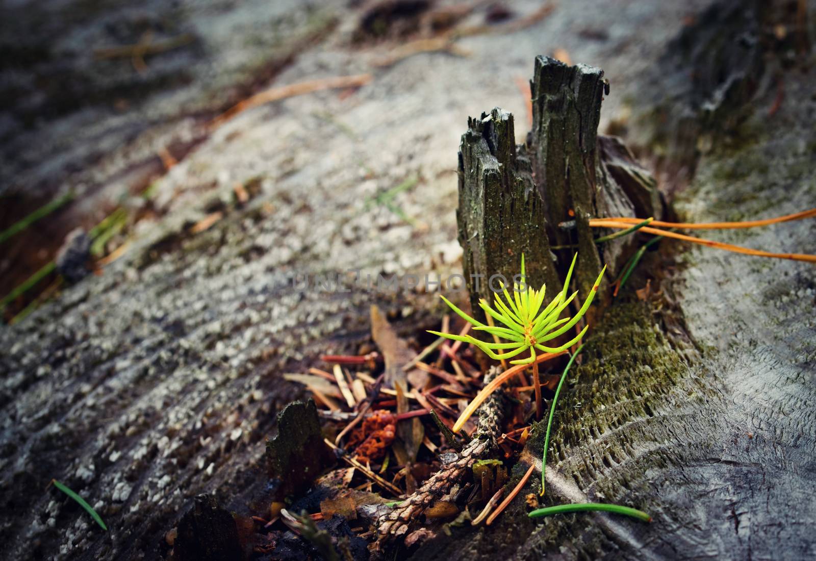 nature background small spruce growing on an old tree stump