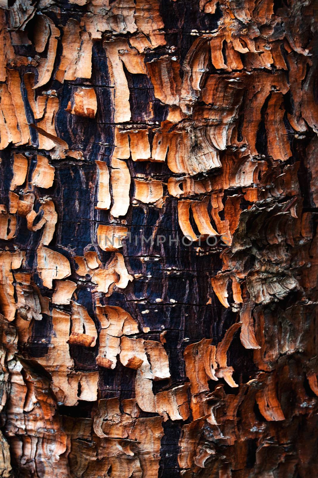 detail of tree bark with scales by Ahojdoma